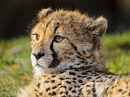 Cheetah cub resting