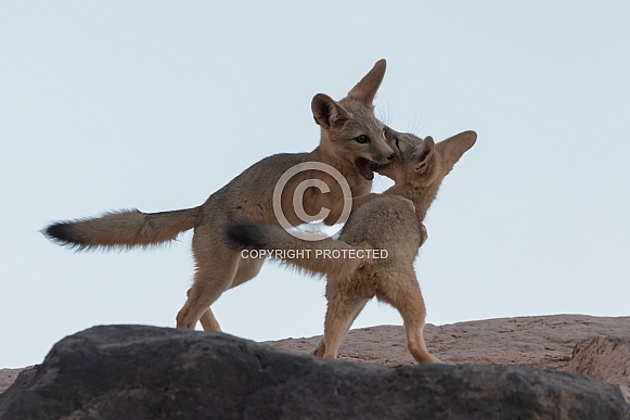 Kit Fox, Vulpes macrotis Kit Fox, Vulpes macrotis