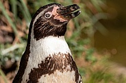 Humboldt Penguin Close Up Face Shot