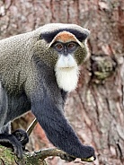 De Brazza's Monkey