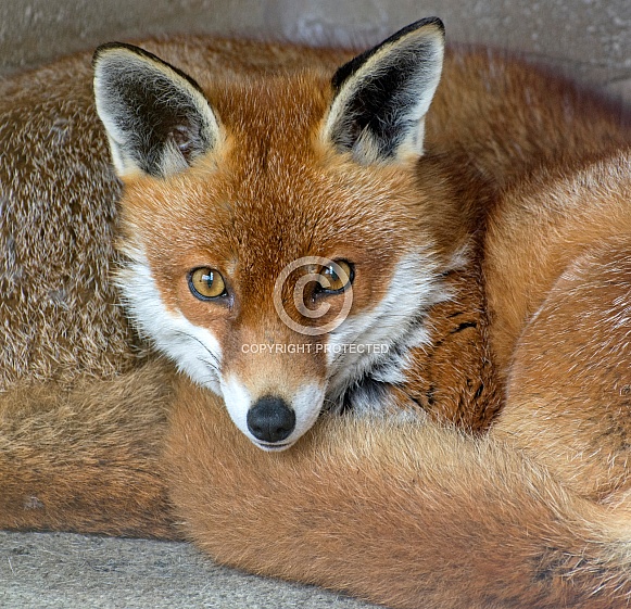 Fox