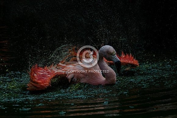 Great flamingo Great flamingo