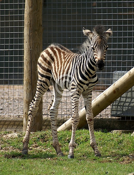 Zebra Foal