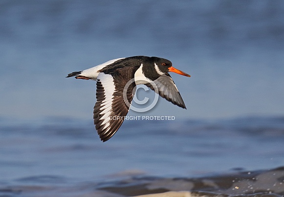 Oystercatcher