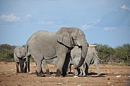 African Elephants (Loxodonta africana africana)