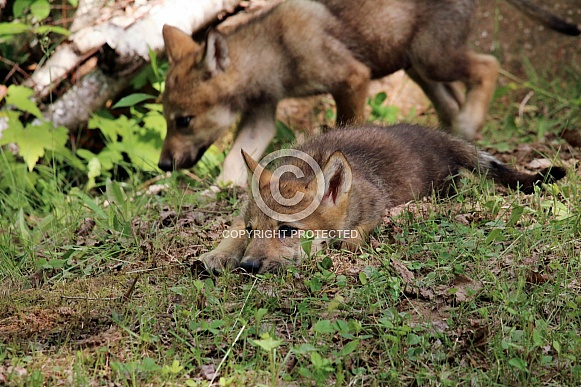 Wolf and Wolf Pups