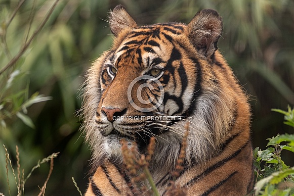 Sumatran Tiger Side Profile Lying