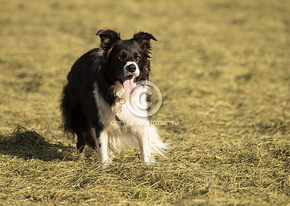 Border Collie