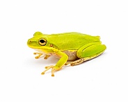 Lime Green wild Squirrel Treefrog - Hyla squirella isolated on white background side profile view