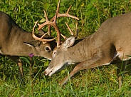 White tail deer