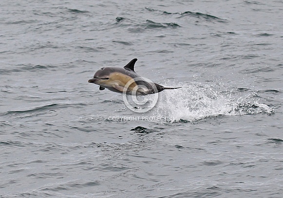 Common Dolphin Common Dolphin
