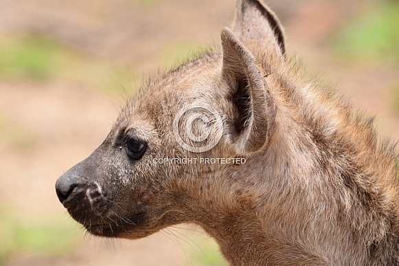 Hyena young one