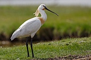 The Eurasian spoonbill