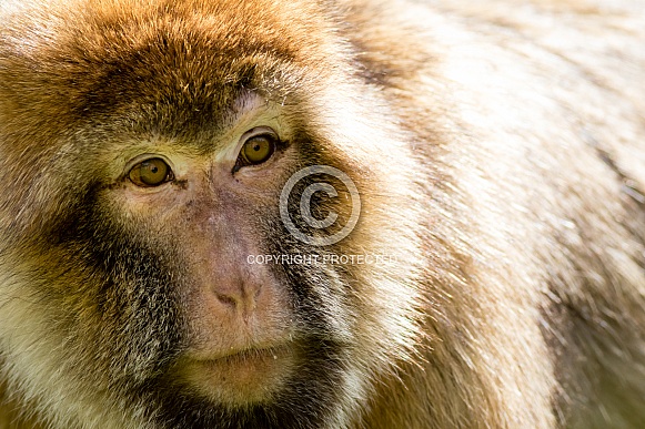 Barbary macaque face close-up Barbary macaque face close-up