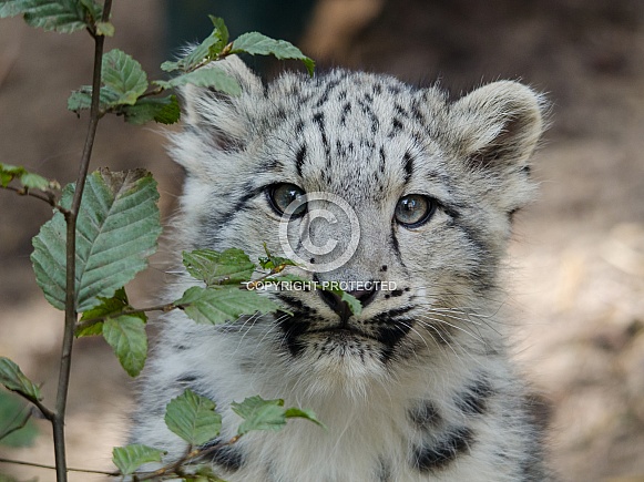 Snow Leopard Cub