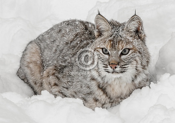 Bobcat