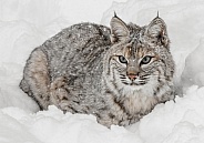 Bobcat
