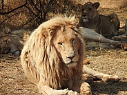 white lion male