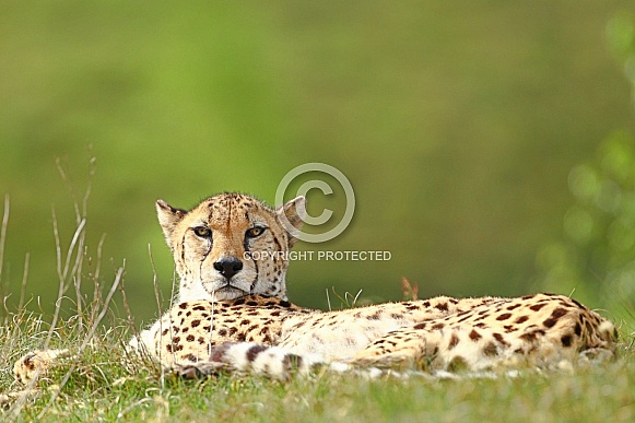 Cheetah