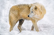 Arctic wolf in the snow