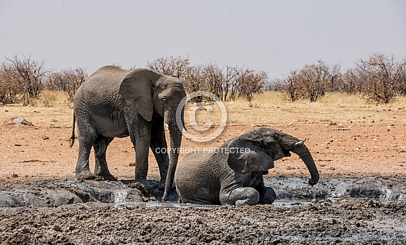 Elephant Mud Bath