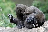 Young female Western Lowland gorilla (gorilla gorilla gorilla)