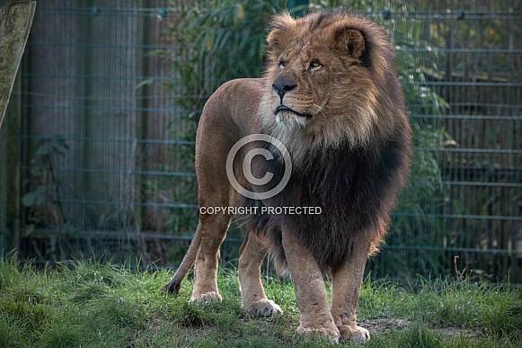 African Lion Standing Full Body