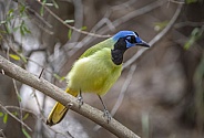 Green Jay