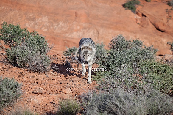 wolf, canis lupis