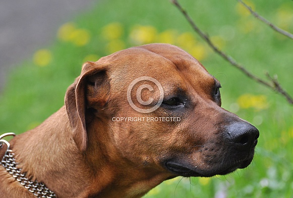 Rhodesian Ridgeback