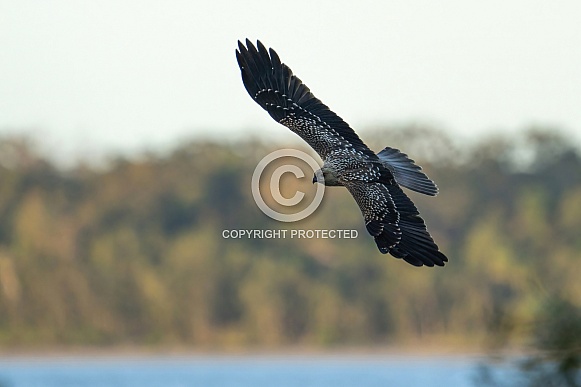 Whistling Kite Whistling Kite