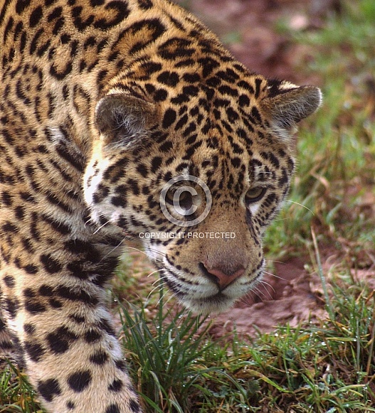 Jaguar