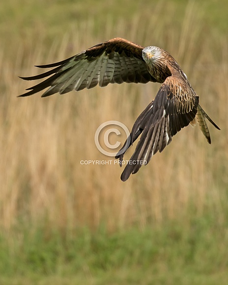 Wild Red Kite in Flight Wild Red Kite in Flight