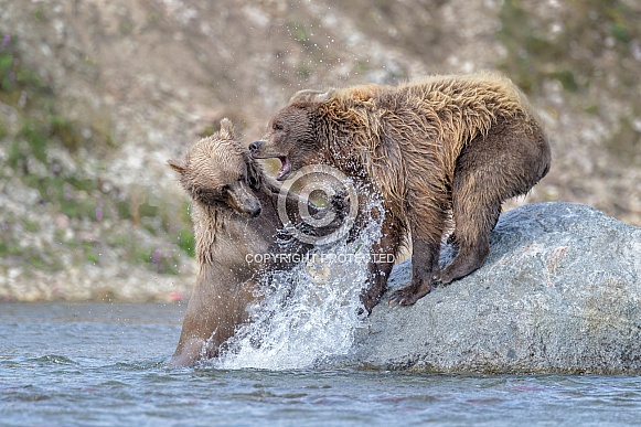 Brown Bear