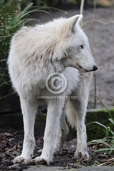 hudsonbay wolf