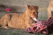 Lion cub feeding at sunrise