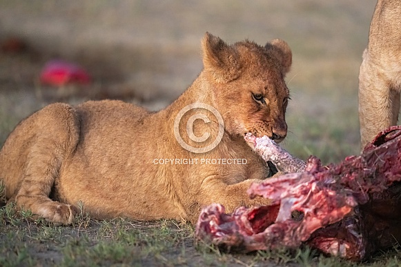 Lion cub feeding at sunrise