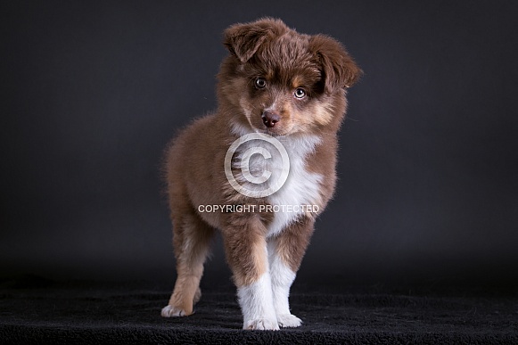 American Shepherd
