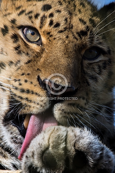 Amur Leopard Amur Leopard