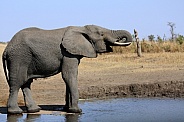 African Elephant At the waterhole