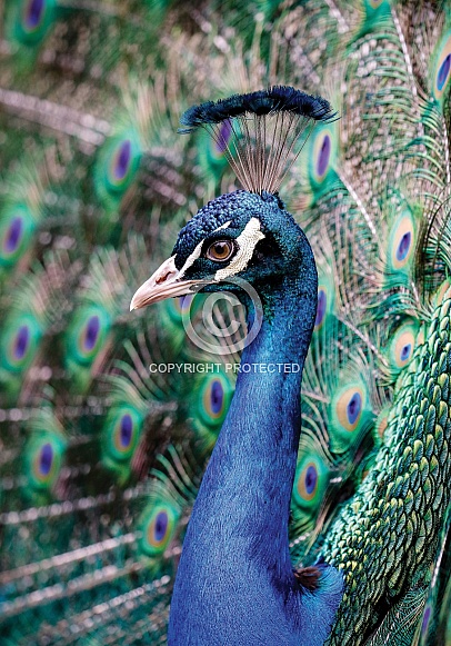 Peacock Peacock