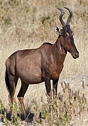 Red Hartebeest - Namibia
