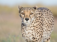 Cheetah