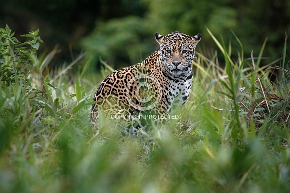 American jaguar in the nature habitat
