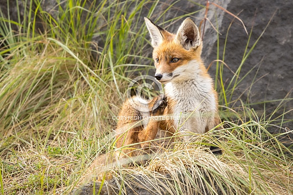 Young red fox cub in nature