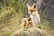 Young red fox cub in nature