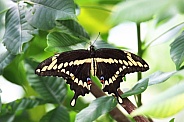 Giant Swallowtail 04