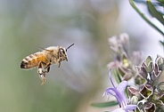 Bee