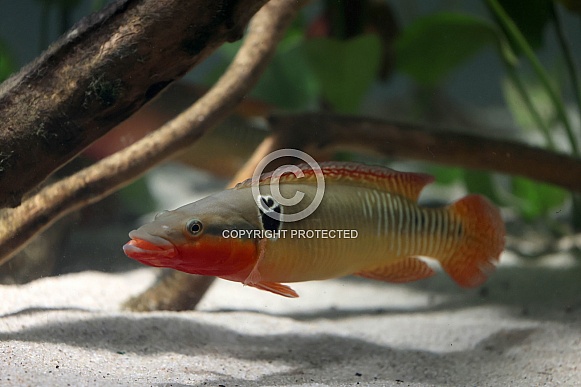 Zebra pike cichlid (Crenicichla zebrina)