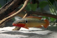 Zebra pike cichlid (Crenicichla zebrina)
